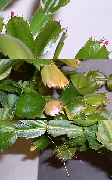 File:Schlumbergera growth.jpg