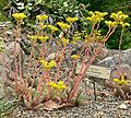 Sedum liebmannianum