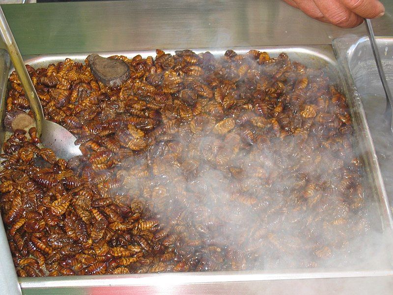 File:Silkworm snack.jpg