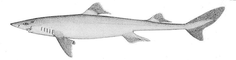 File:Squalus acanthias.jpg