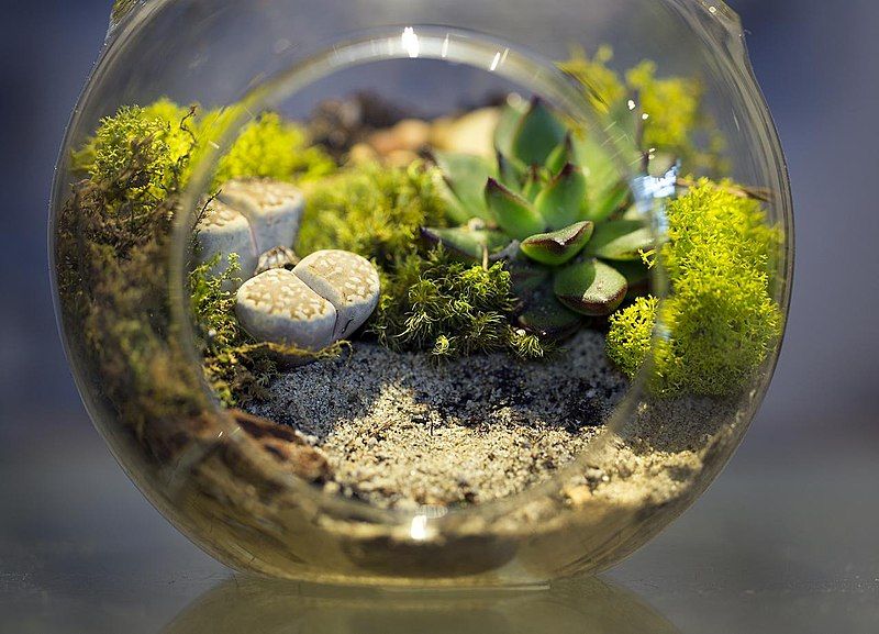 File:Terrarium small.jpg