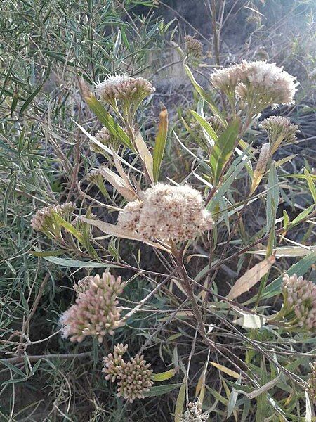 File:Tessaria dodonaeifolia.jpg