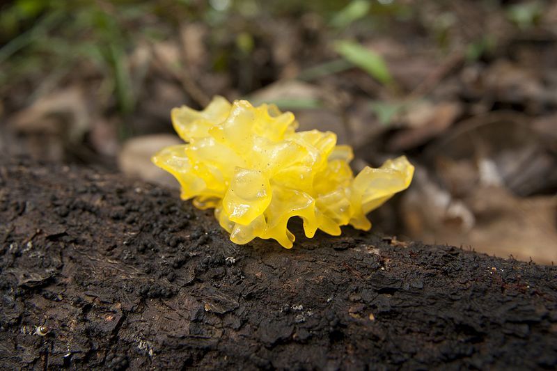 File:Tremella iduensis 01.jpg