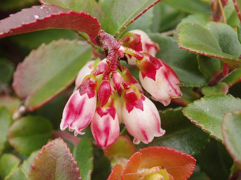 File:Vaccinium ovatum (3438582162).jpg