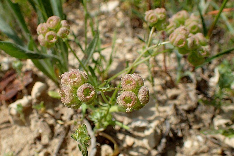 File:Valerianella vesicaria KZ1.jpg