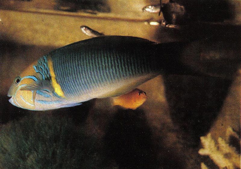 File:Wrasse Seychelles.jpg