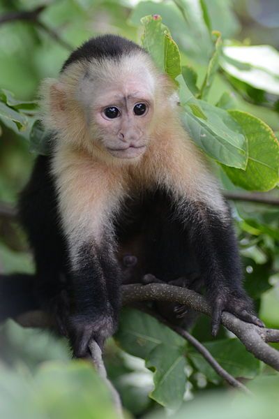 File:Young White-headed capuchin.JPG