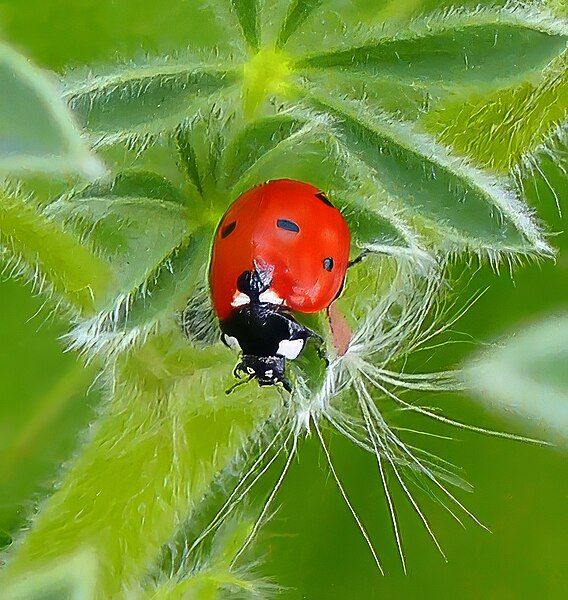 File:7-Spotted-Ladybird-Wiki-Zachi-Evenor-0119.jpg