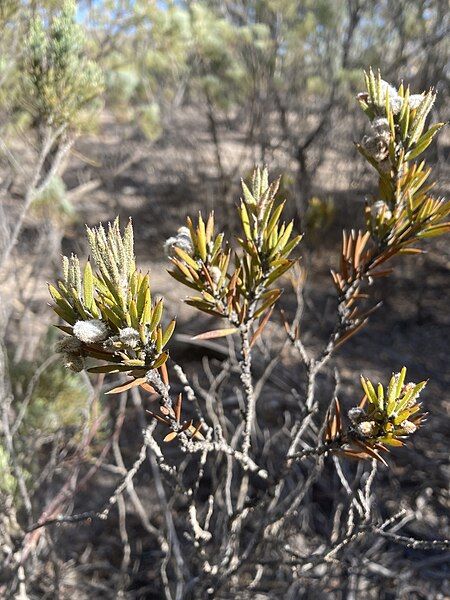 File:Acacia lachnocarpa.jpg