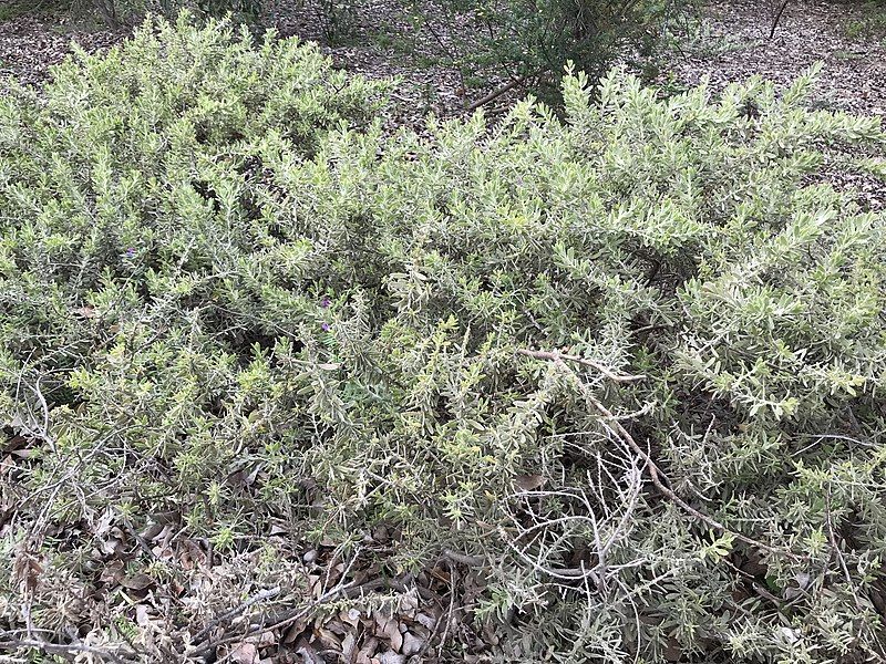 File:Acacia lanuginophylla.jpg