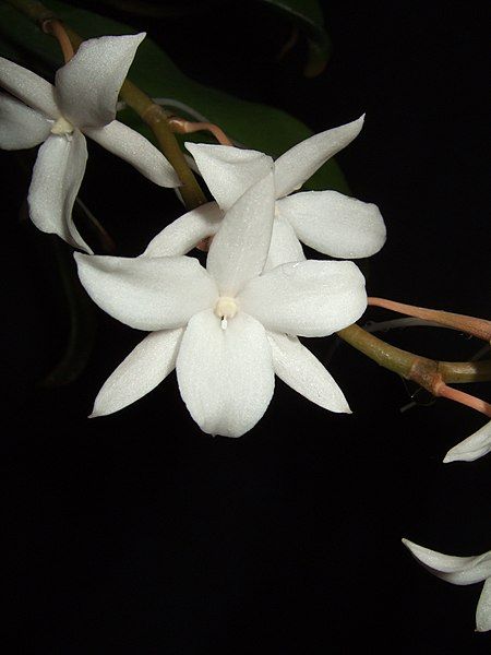 File:Aerangis modesta.jpg