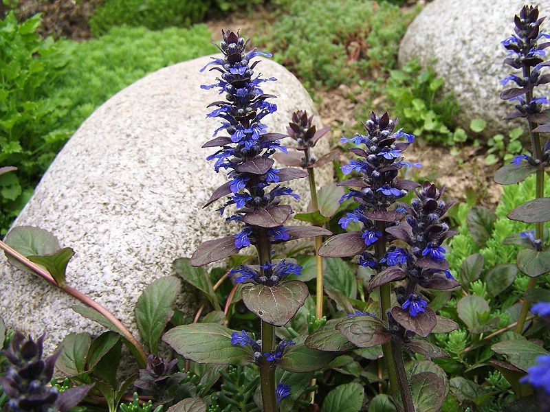 File:Ajuga reptans a1.jpg