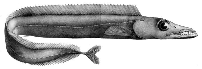 File:Aphanopus carbo1.jpg