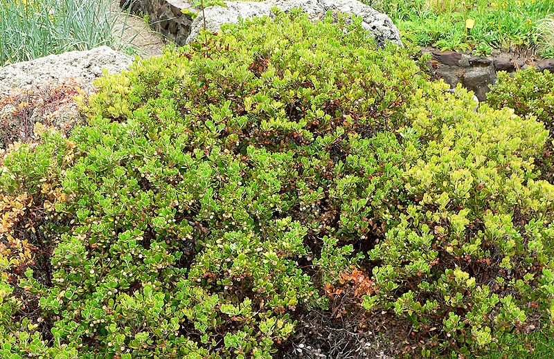 File:Arctostaphylos pumila 1.jpg