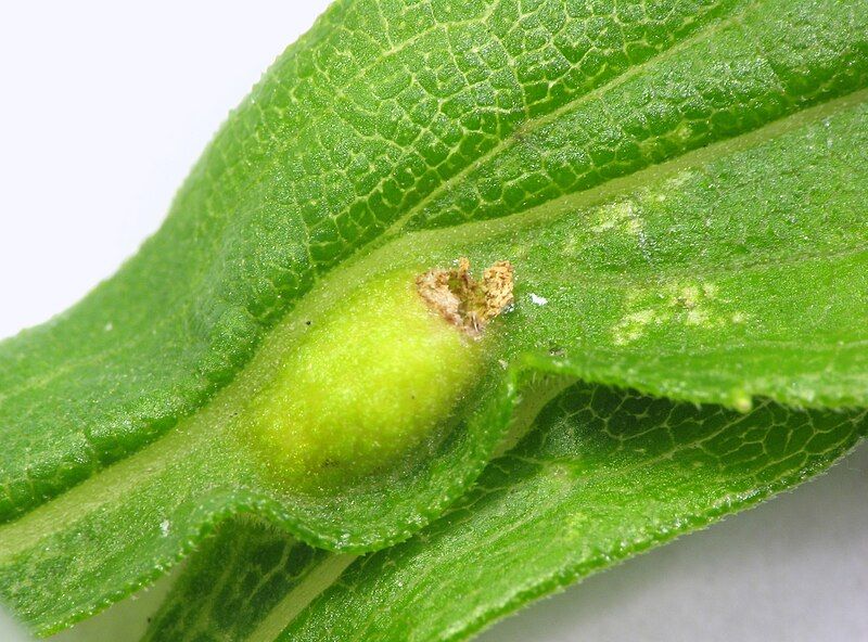 File:Asphondylia solidaginis gall.jpg