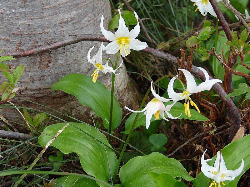 File:Avalanche Lily (c1f92f483eb44969b80c27577f433891).JPG