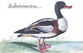 Common shelduck