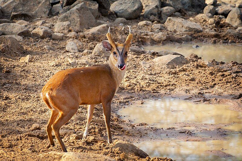 File:Barking Deer .jpg