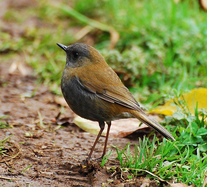 File:Black-billed Nightingale-thrush.jpg