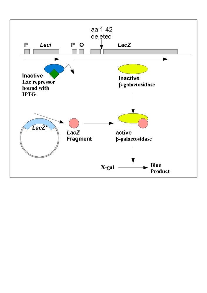 File:Blue white assay.pdf