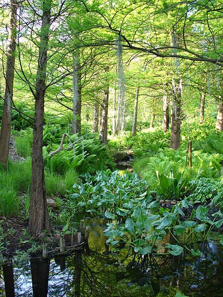 File:Botanischer-Garten-Hamburg-1050662.JPG