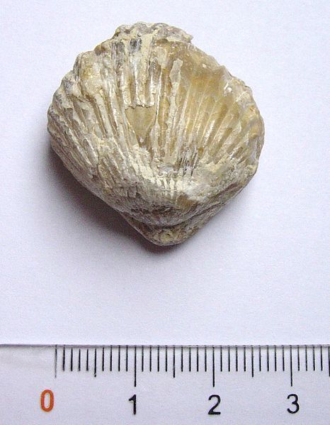 File:Brachiopod fossil.jpg