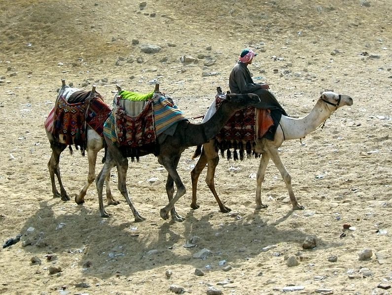 File:Camels at Gizaedit.JPG