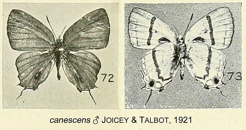 File:CanescensJoiceyTalbot1921OD.jpg