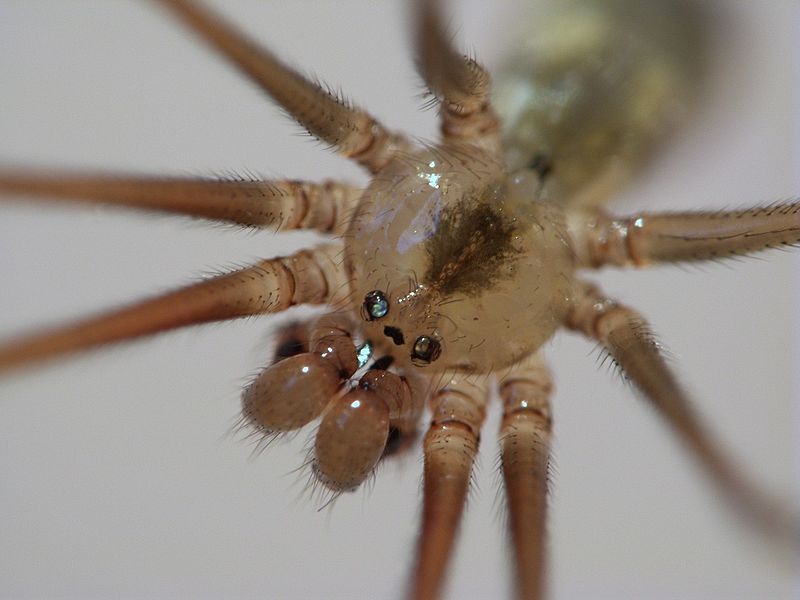 File:CellarSpider.jpg