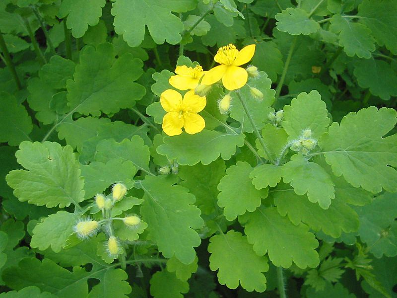 File:Chelidonium majus bgiu.jpg