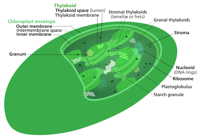 File:Chloroplast structure.svg