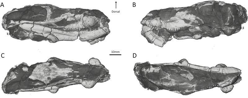 File:Choerosaurus skull.PNG