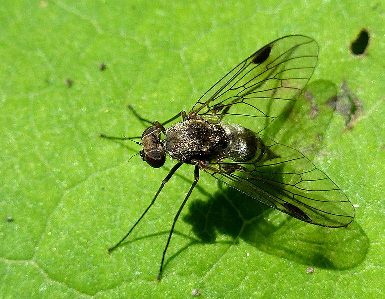 File:Chrysopilus erythrophthalmus.jpg