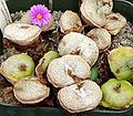 Conophytum wettsteinii