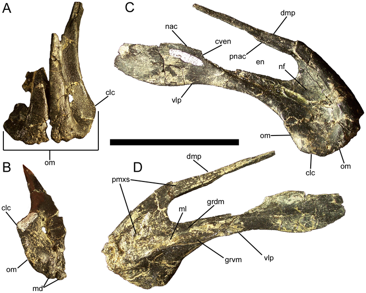 File:Eolambia premaxilla.png