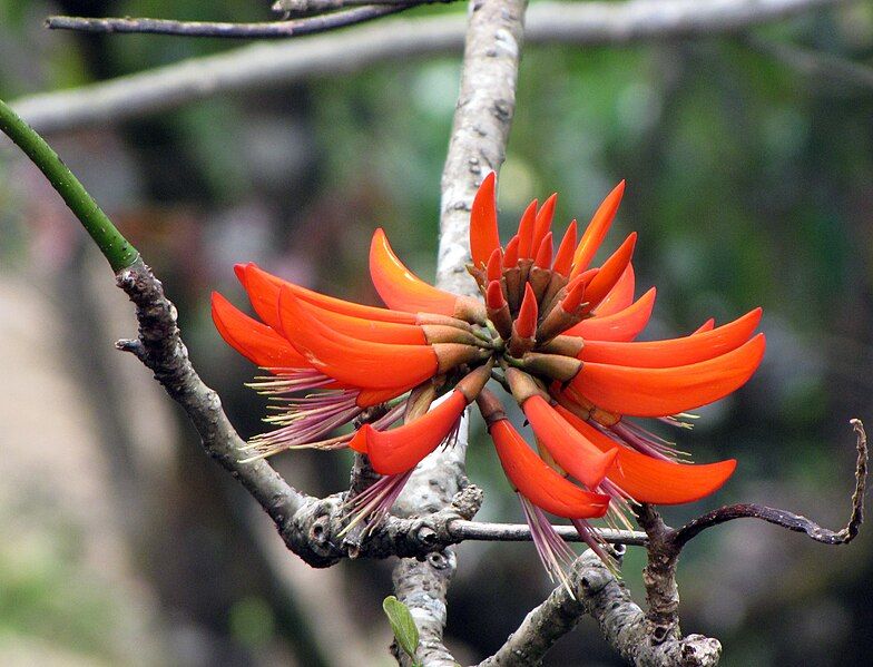 File:Erythrina stricta flower.jpg