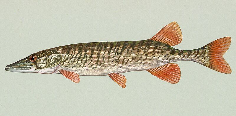 File:Esox americanus americanus.jpg