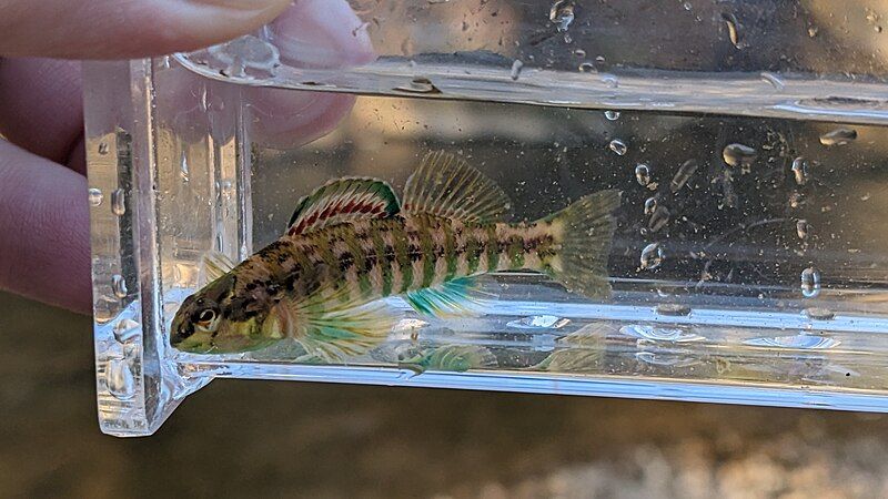 File:Etheostoma zonale 260959607.jpg