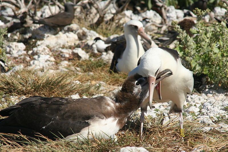 File:Feeding chick.JPG