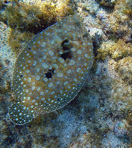 File:Flounder hawaii.jpg