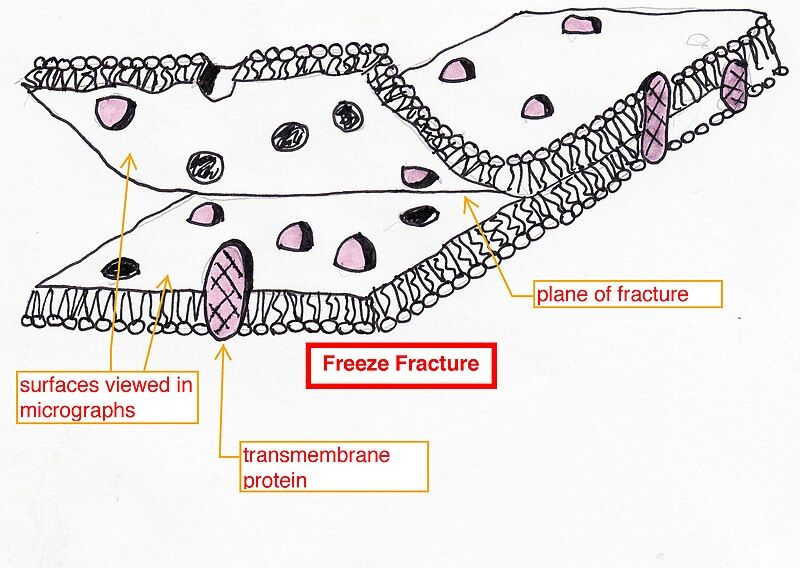 File:FreezeFracture final.jpg