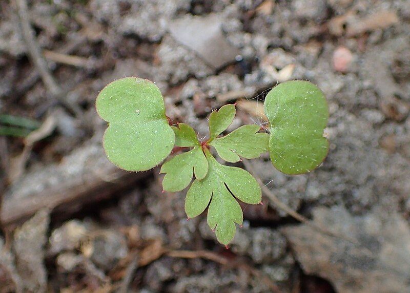 File:Geranium robertianum kz09.jpg