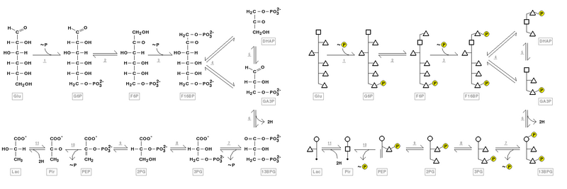 File:Glycolysis FP HZ.png