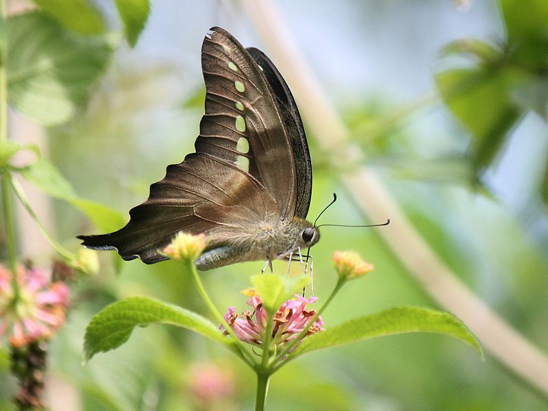 File:Graphium codrus (1).JPG