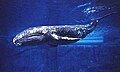 In "slip-and-slide" orgies, groups of male grey whales, roll in the ocean rubbing their bellies against each other so that their genitals are touching.[19][20]