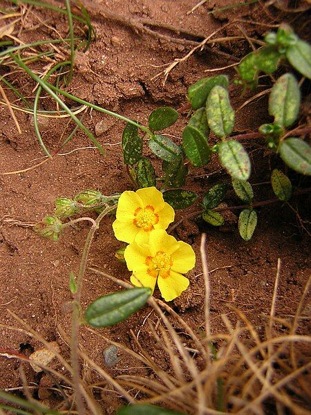 File:Helianthemum nummularium1.jpg