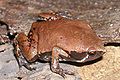 Sheep Frog (Hypopachus variolosus)