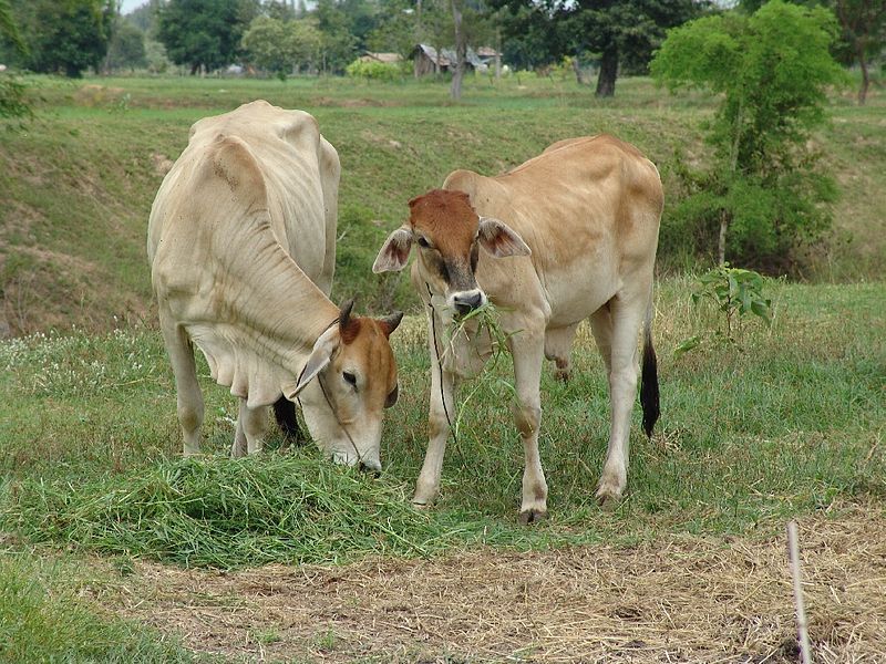 File:IsaanCow001.jpg