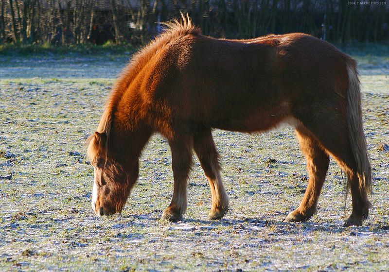 File:Islandsk hest.jpg