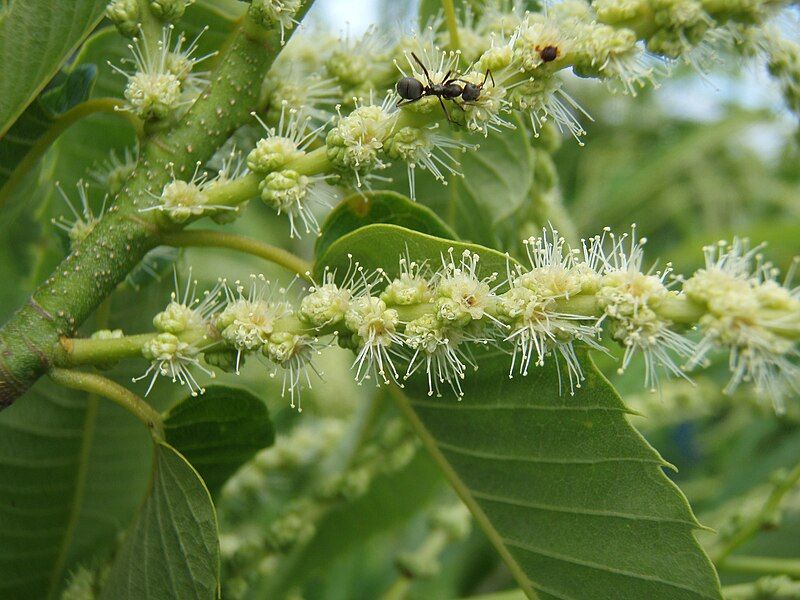 File:Japanese Chestnut02.jpg